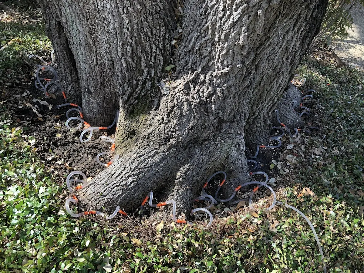 Detailed Tree Cabling and Bracing job site in Samoa