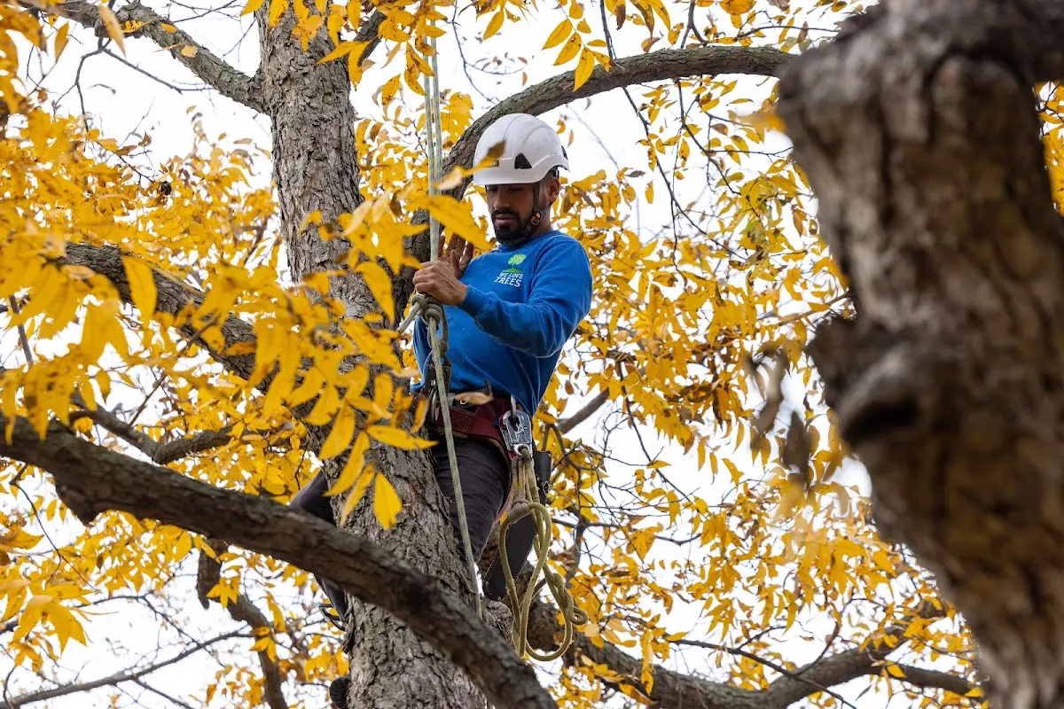 Skilled Tree Pruning crew working in Samoa